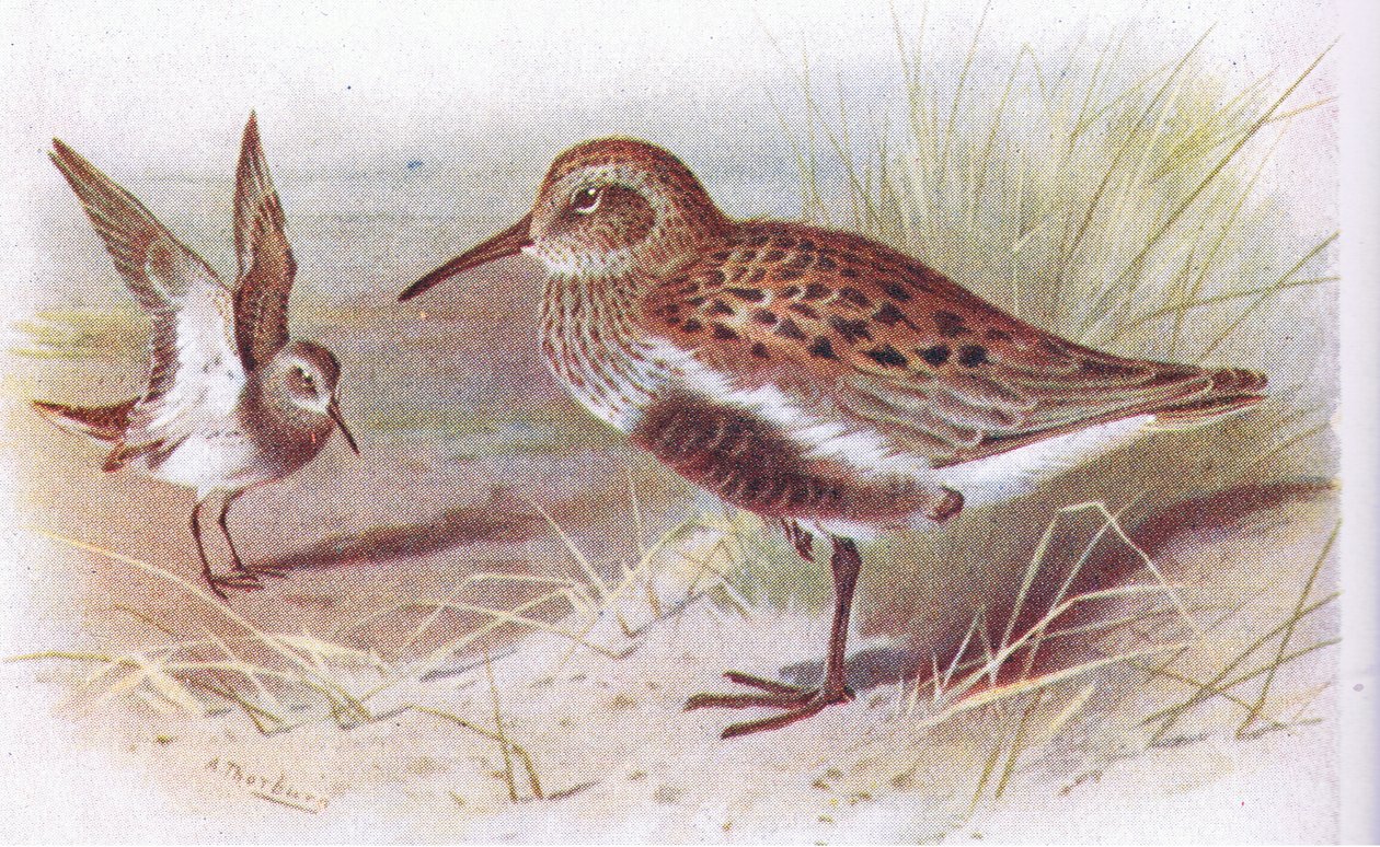 Dunlin (sommer og vinter), fra Birds of the British Isles and Their Eggs udgivet af Frederick Warne & Co Ltd, 1958 af Archibald Thorburn
