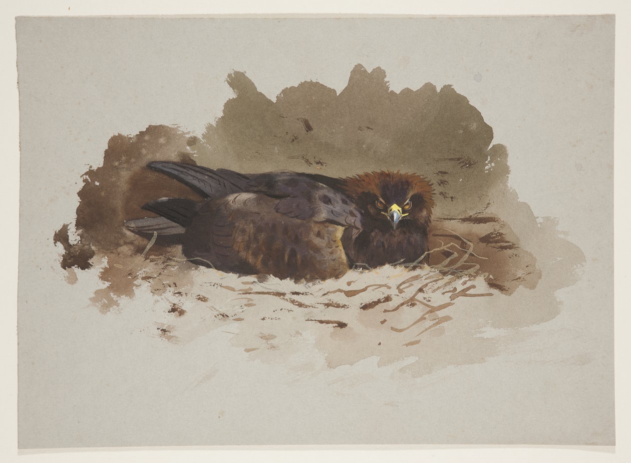 Ørn på reden, ca. 1915 (akvarel og kropsfarve over blyant på papir) af Archibald Thorburn