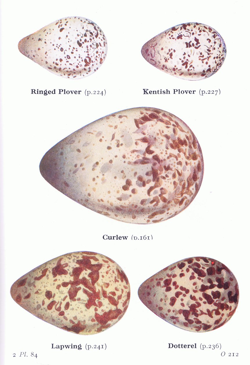 Æg: Ringplover, Kentish Plover, Curlew, Lapwing, Dotterell, fra Birds of the British Isles and Their Eggs udgivet af Frederick Warne & Co Ltd, 1958 af Archibald Thorburn