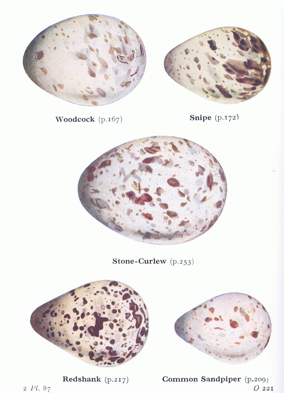 Æg: Skovsneppe; Snipe, Stencurlew, Redshank, Common Sandpiper, from Birds of the British Isles and their Eggs udgivet af Frederick Warne & Co Ltd, 1958 af Archibald Thorburn