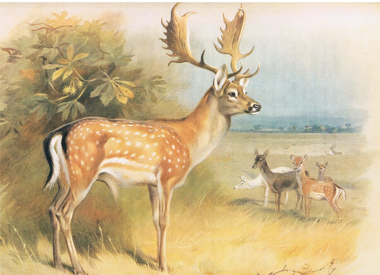 Fallow Deer, fra Thorburns Mammals udgivet af Longmans og Co, ca. 1920 af Archibald Thorburn
