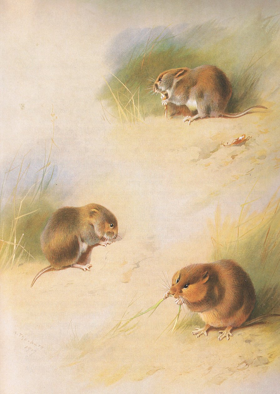 Field Vole, Bank Vole og Orkney Vole, fra Thorburns Mammals udgivet af Longmans og Co, ca. 1920 af Archibald Thorburn