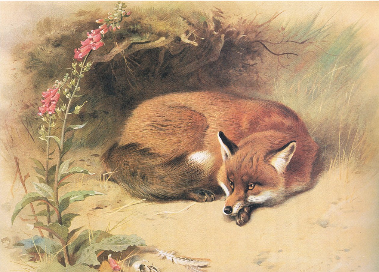 Fox with Foxgloves, fra Thorburns Pattedyr udgivet af Longmans og Co, ca. 1920 af Archibald Thorburn