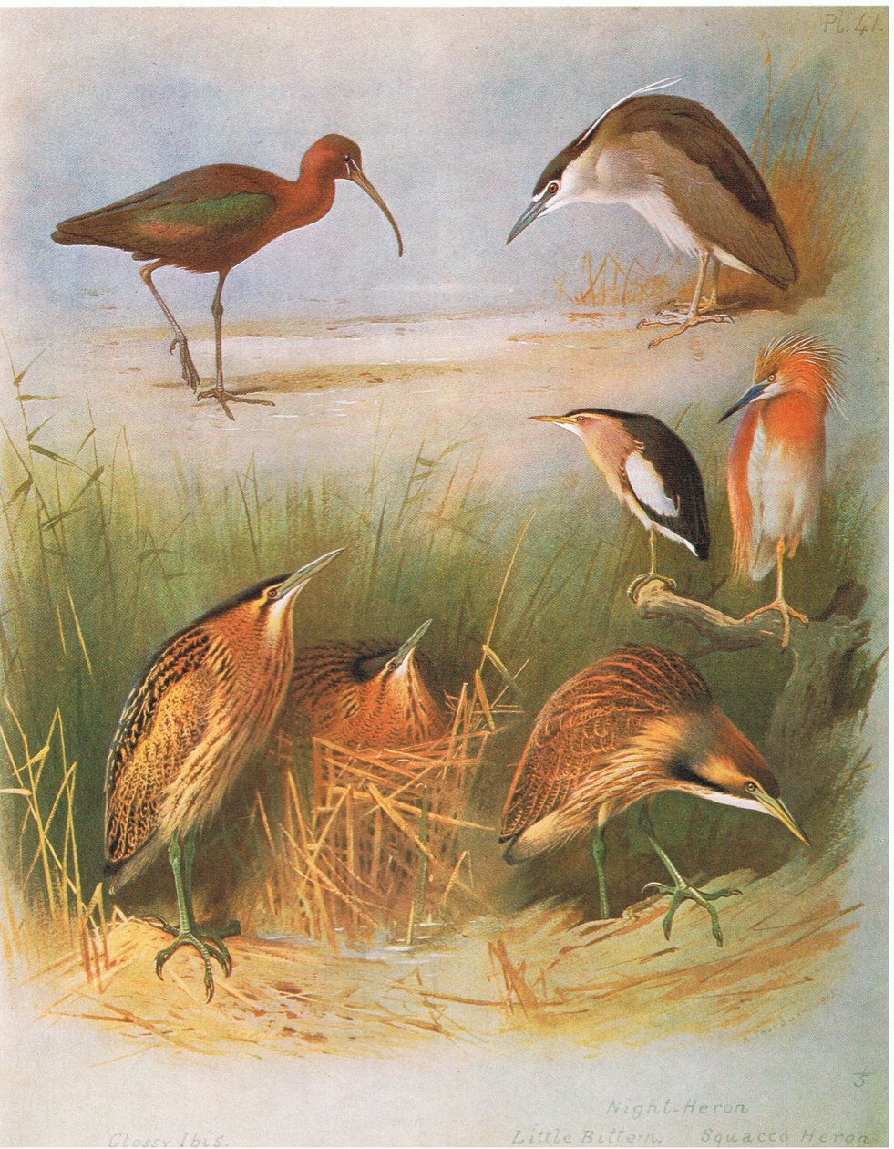 Glossy Ibis, Common Bittern, Night Heron, Little Bittern, Squacco Heron, American Bittern, pub. af Book Club Associates, 1972 af Archibald Thorburn