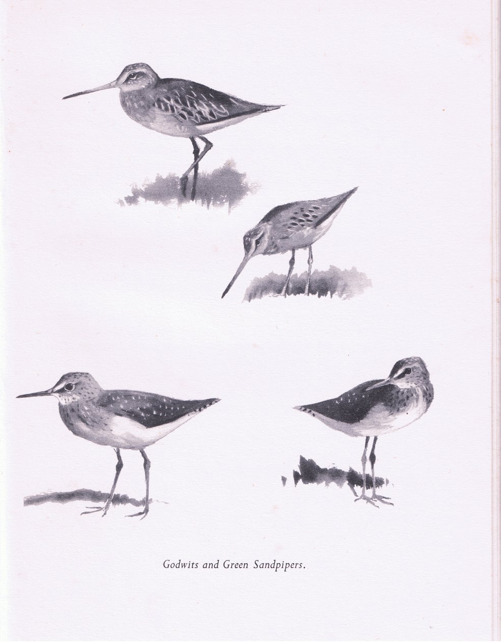Godwits and Green Sandpipers, 1938 af Archibald Thorburn