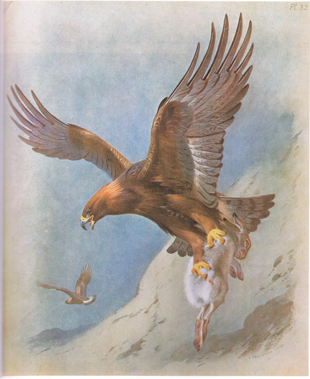 Golden Eagle og Mountain Hare, pub. af Book Club Associates, 1972 af Archibald Thorburn