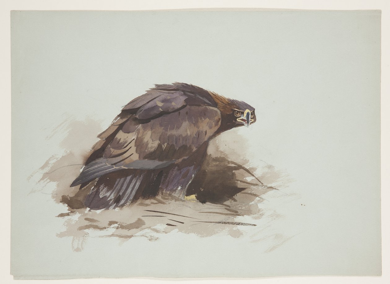 Kongeørn, ca. 1915 (akvarel & kropsfarve over blyant på papir) af Archibald Thorburn
