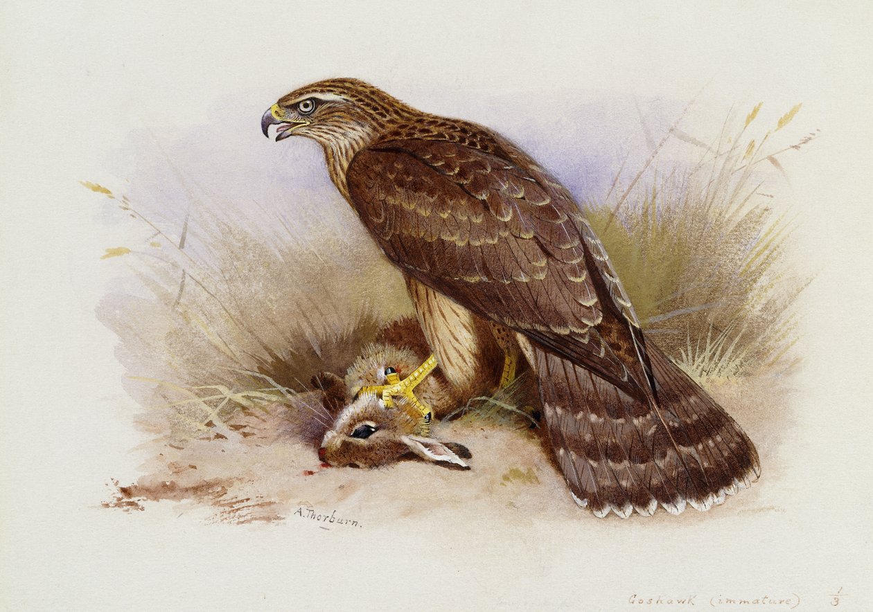 Gåhøg af Archibald Thorburn