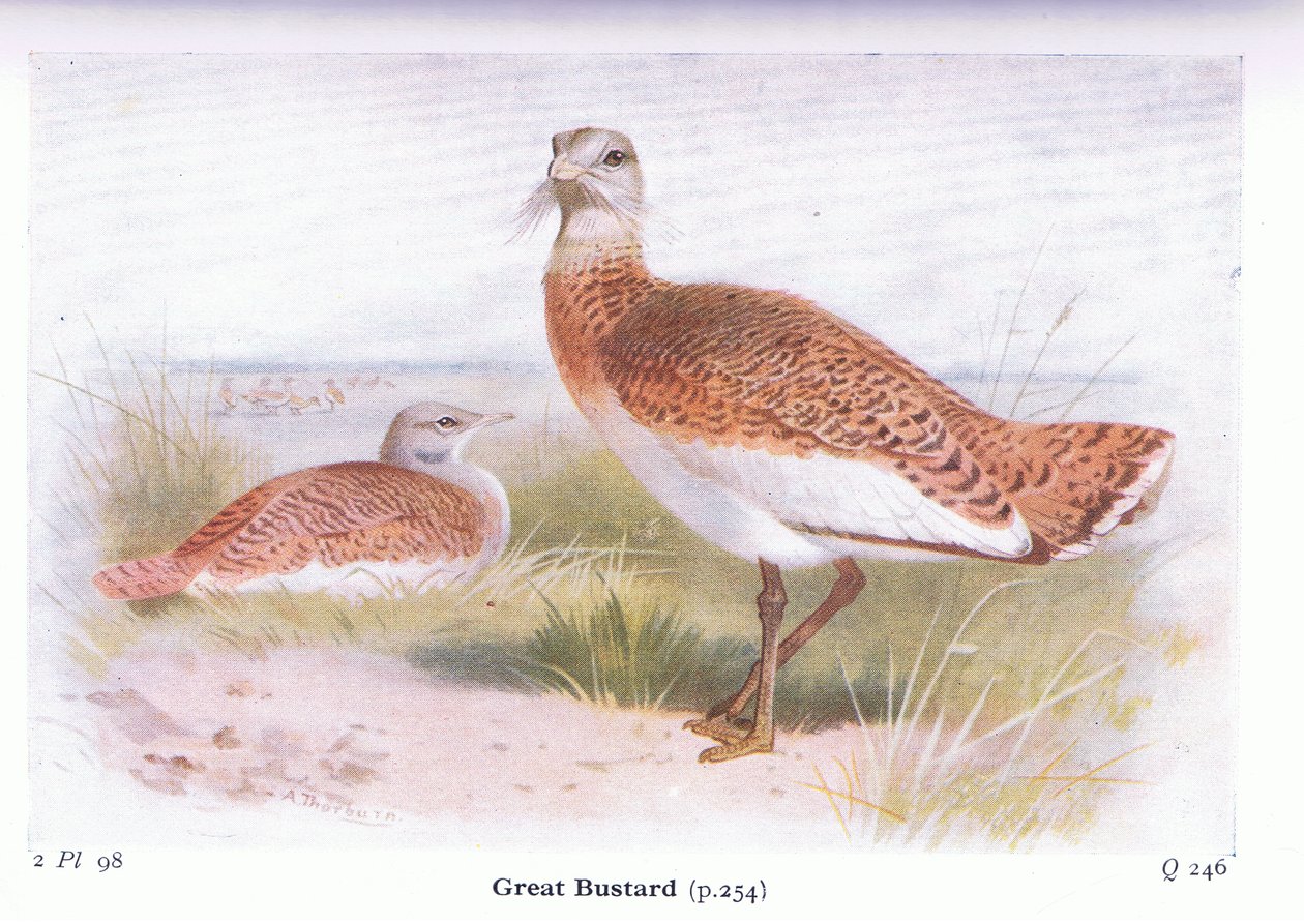 Great Bustard, fra Birds of the British Isles and Their Eggs udgivet af Frederick Warne & Co Ltd, 1958 af Archibald Thorburn