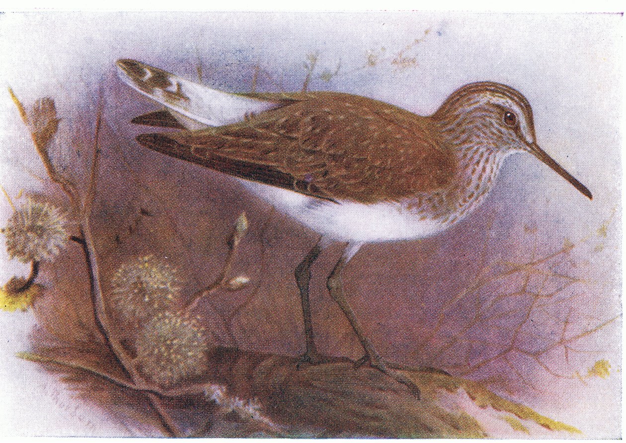 Green Sandpiper, fra Birds of the British Isles and Their Eggs udgivet af Frederick Warne & Co Ltd, 1958 af Archibald Thorburn