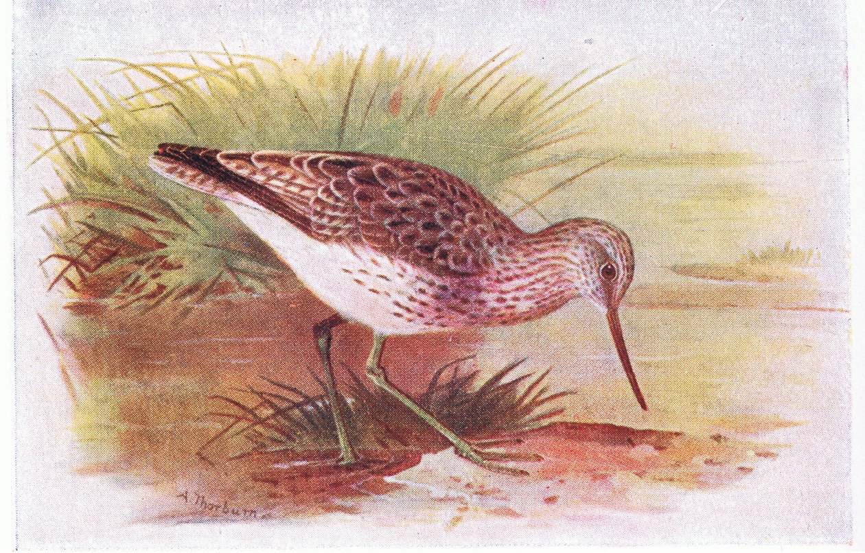 Greenshank, fra Birds of the British Isles and Their Eggs udgivet af Frederick Warne & Co Ltd, 1958 af Archibald Thorburn