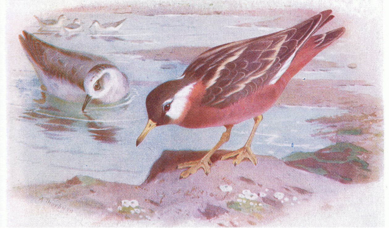 Grey Phalarope (sommer og efterår), fra Birds of the British Isles and Their Eggs udgivet af Frederick Warne & Co Ltd, 1958 af Archibald Thorburn