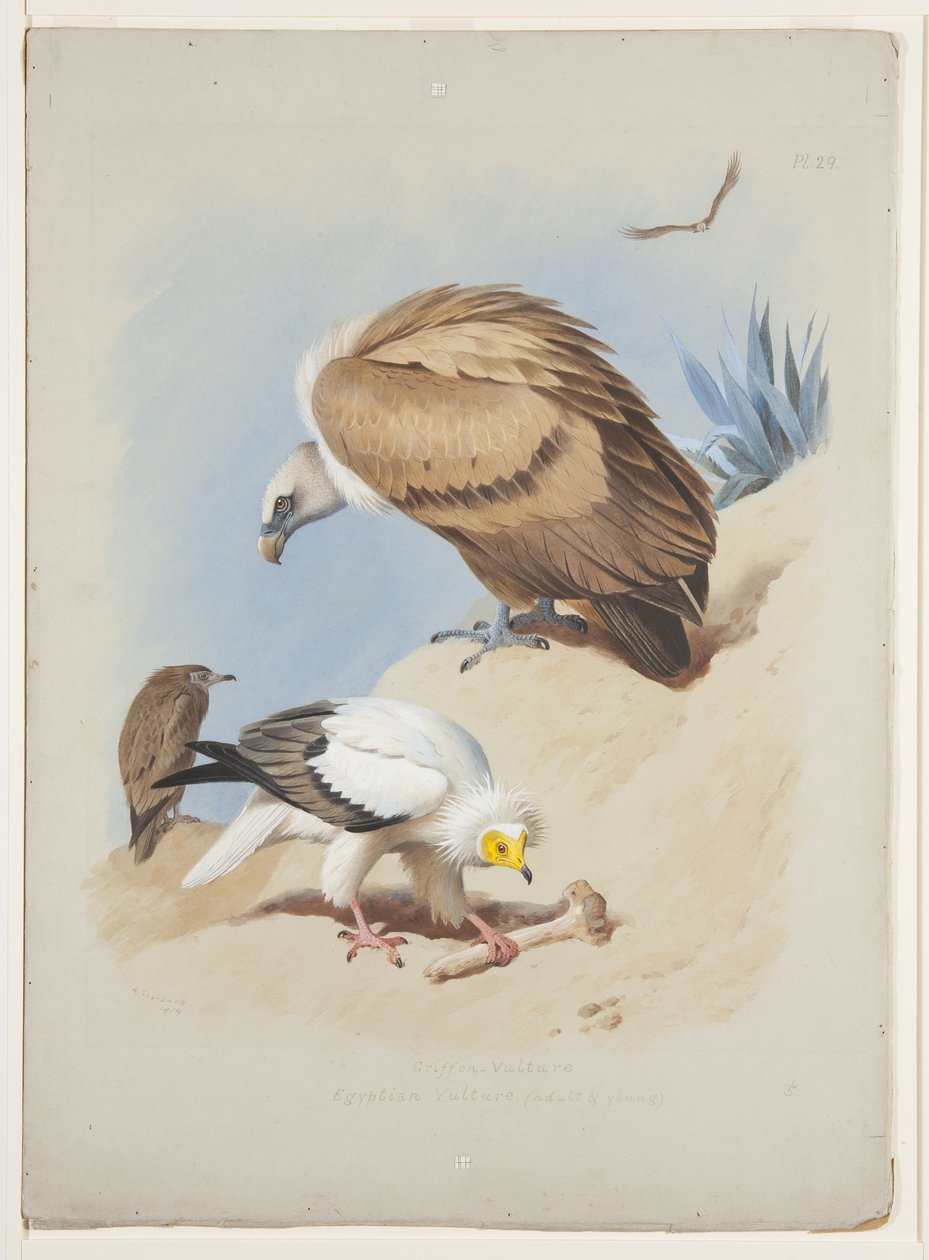 Griffin grib og egyptisk grib, ca. 1915 (akvarel & kropsfarve over blyant på papir) af Archibald Thorburn