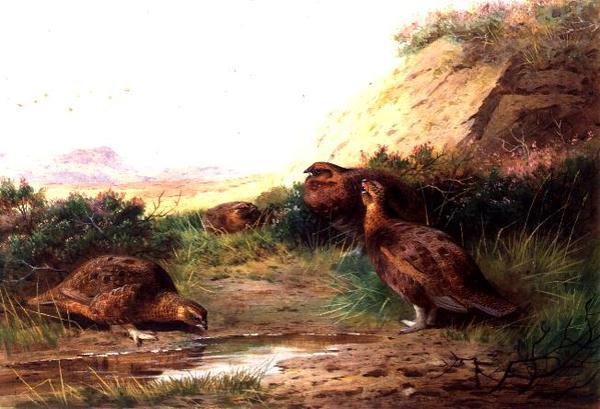 Ryper i et landskab (gouache) af Archibald Thorburn