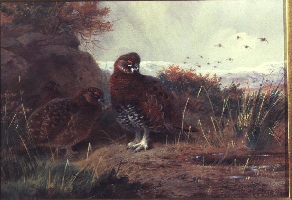 Ryper i et vinterlandskab af Archibald Thorburn