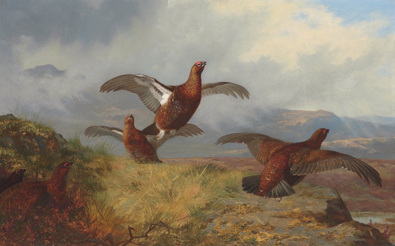 Ryper i flugt af Archibald Thorburn