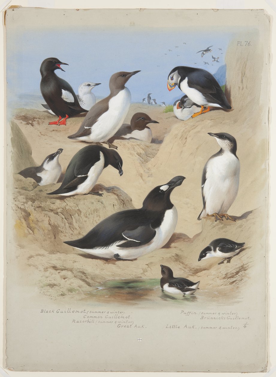Lomvier, alk, lunde og alke, ca. 1915 (akvarel og kropsfarve med gummi arabicum over blyant om bord) af Archibald Thorburn