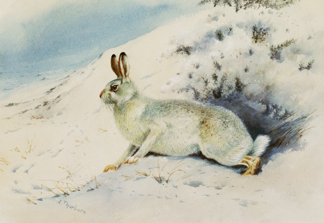 Hare af Archibald Thorburn
