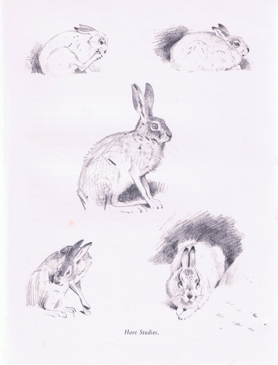 Harestudier, 1938 af Archibald Thorburn
