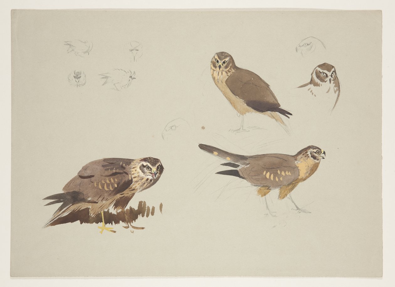 Harrier and ruff, ca. 1915 (akvarel & kropsfarve over blyant på papir) af Archibald Thorburn
