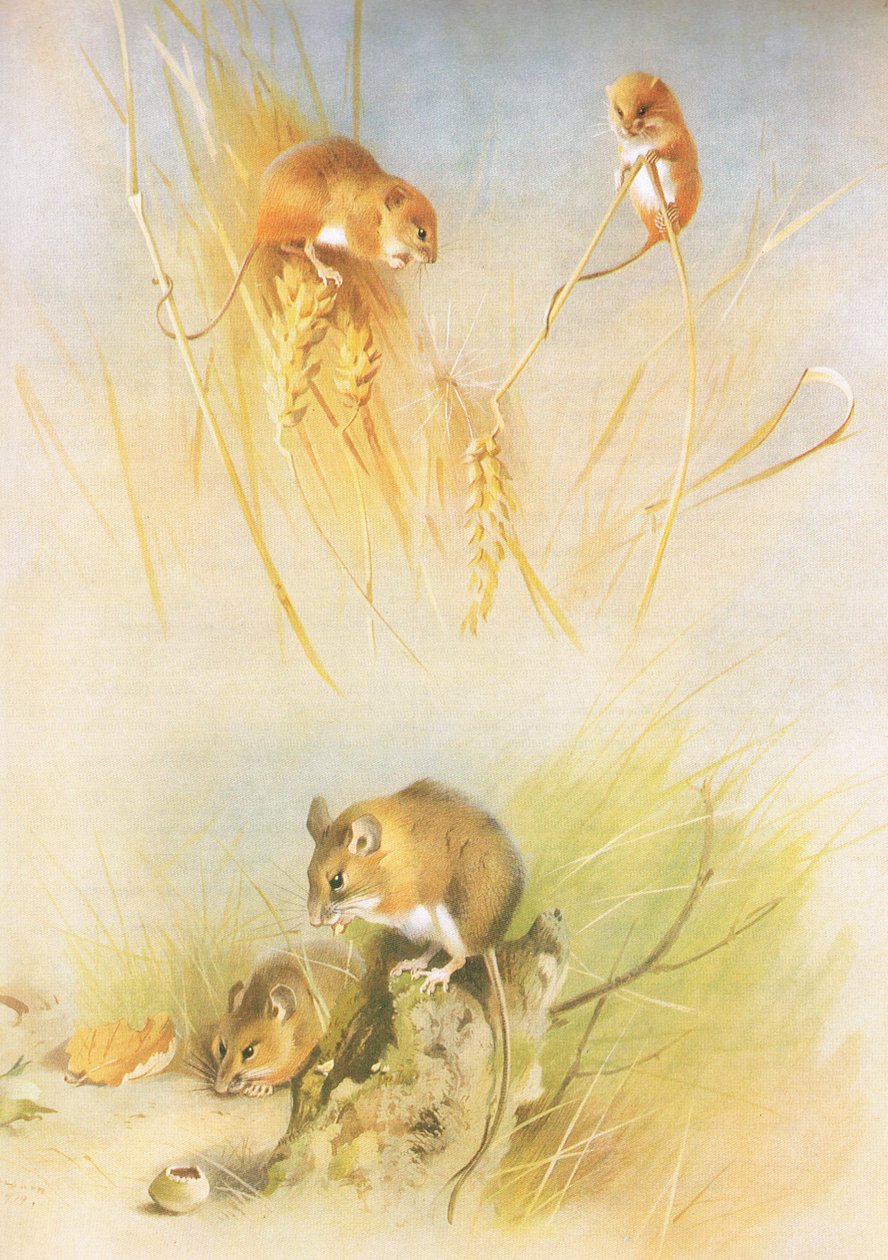 Harvest Mouse and Wood Mouse, fra Thorburns Pattedyr udgivet af Longmans og Co, ca. 1920 af Archibald Thorburn