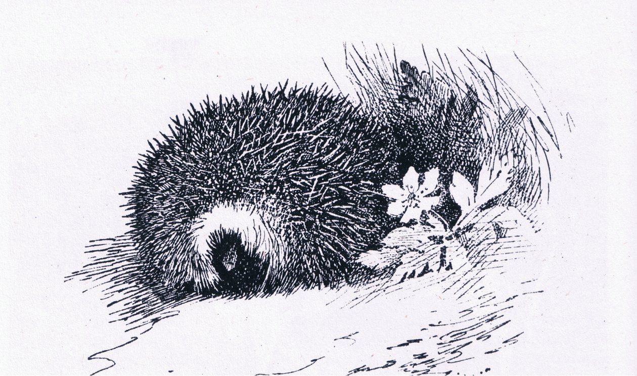Hedgehog, Nature in Britain udgivet af Collins, 1946 af Archibald Thorburn