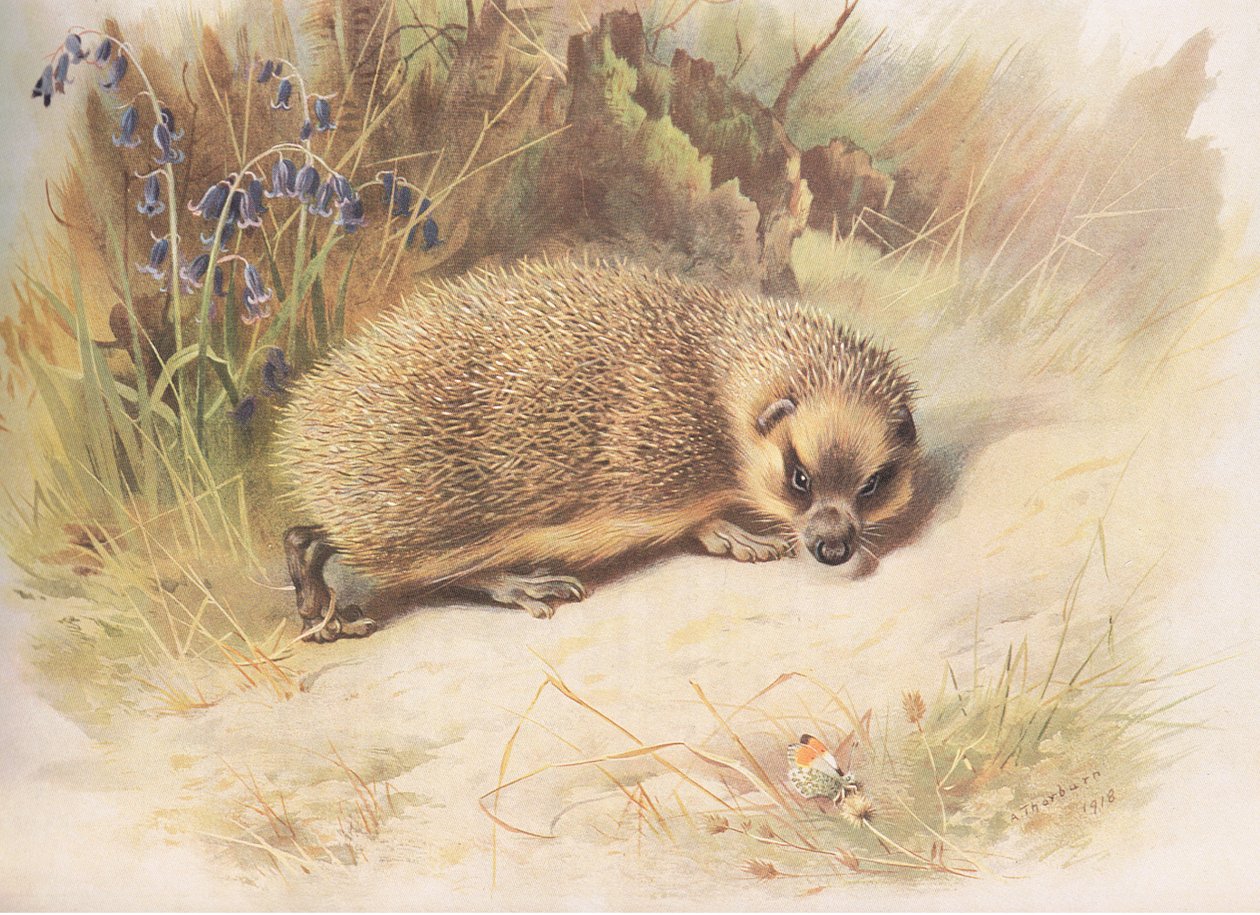 Hedgehog, fra Thorburns Mammals udgivet af Longmans og Co, ca. 1920 af Archibald Thorburn