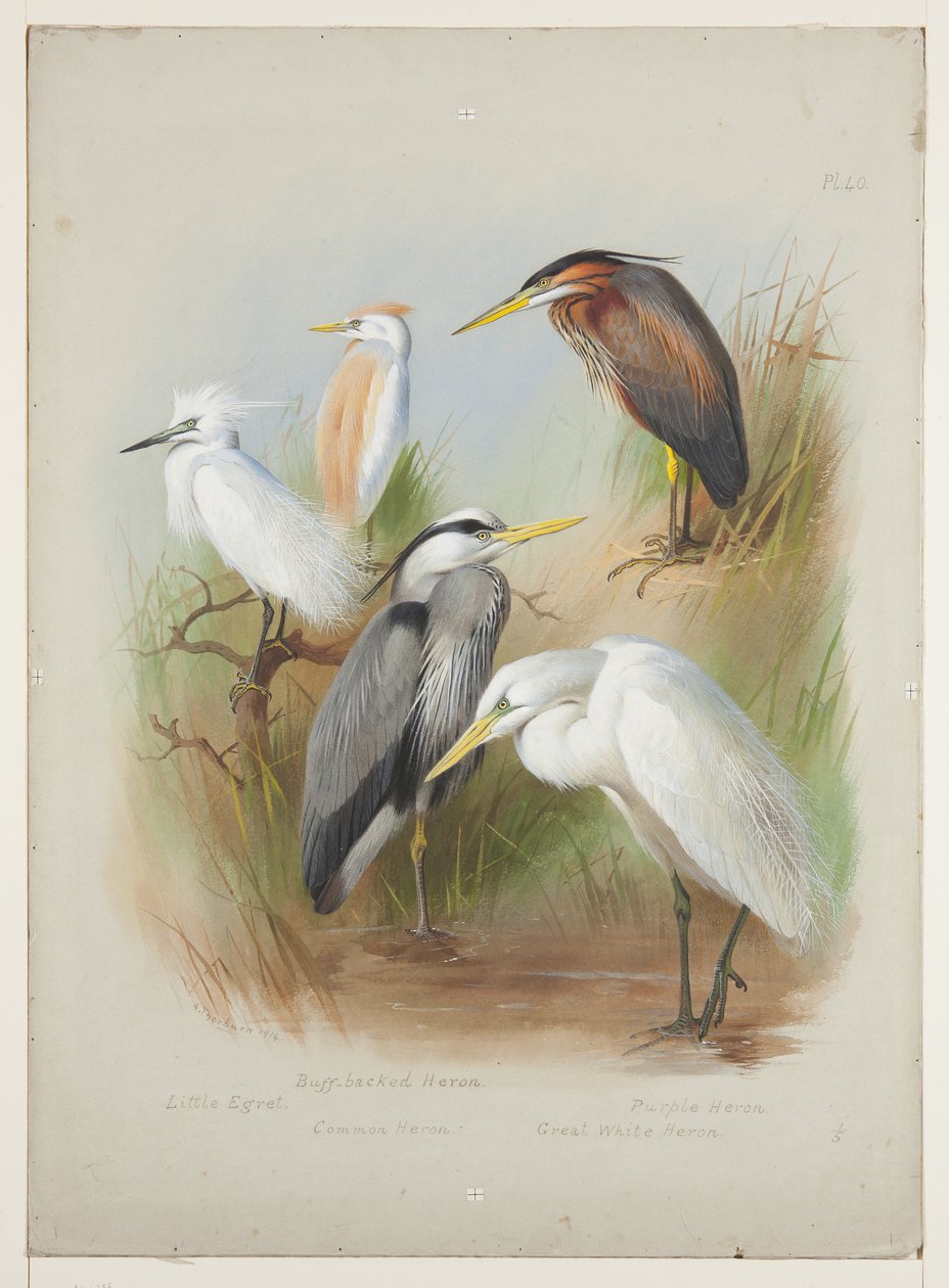 Hejrer og hejrer, ca. 1915 (akvarel og kropsfarve over blyant om bord) af Archibald Thorburn
