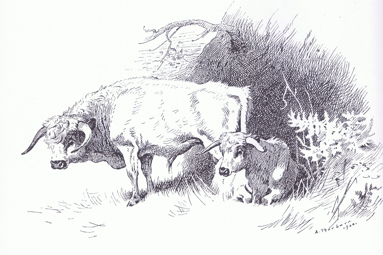 Highland Cattle, pub. af Book Club Associates af Archibald Thorburn
