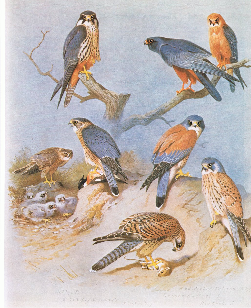 Hobby, Merlin, Rødfodet Falcon, Lillefalk og Kestrel, pub. af Book Club Associates, 1972 af Archibald Thorburn
