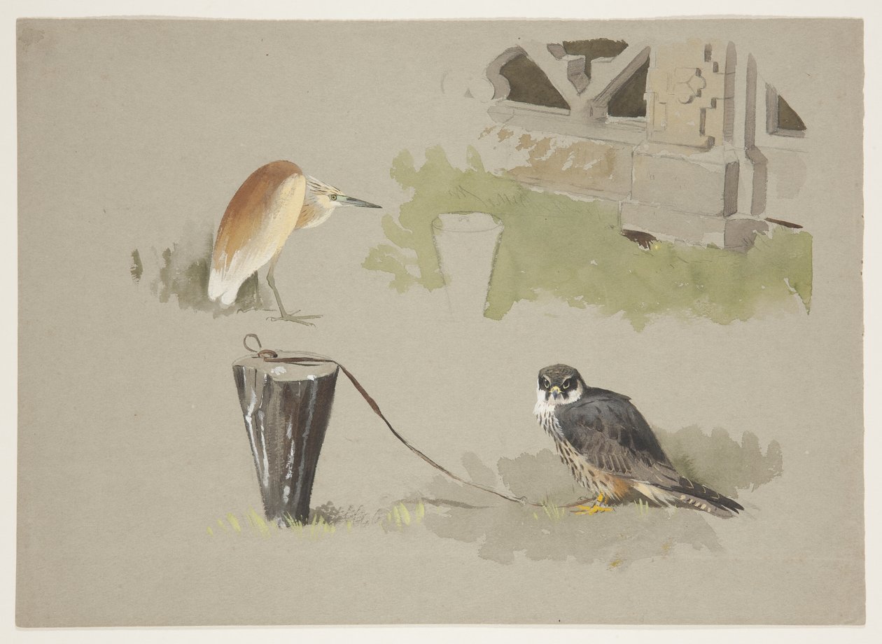 Hobby han tøjret og squarro hejre, ca. 1915 (akvarel & kropsfarve over blyant på papir) af Archibald Thorburn