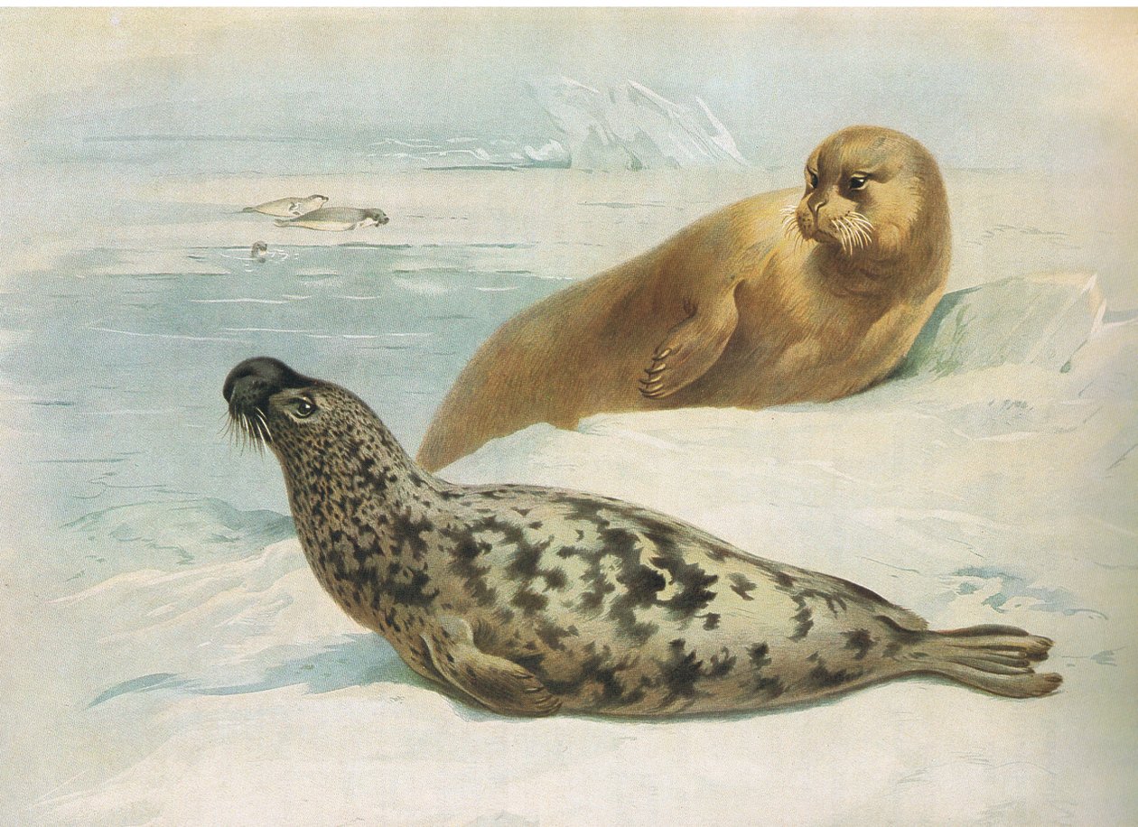 Hooded Seal and Bearded Seal, fra Thorburns Pattedyr udgivet af Longmans og Co, ca. 1920 af Archibald Thorburn