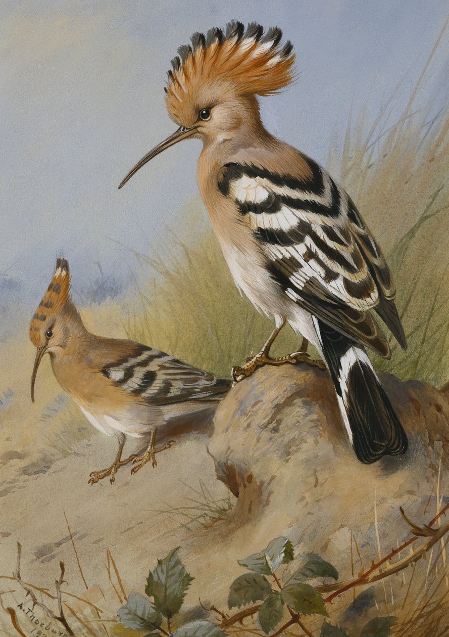 Hoopoes af Archibald Thorburn