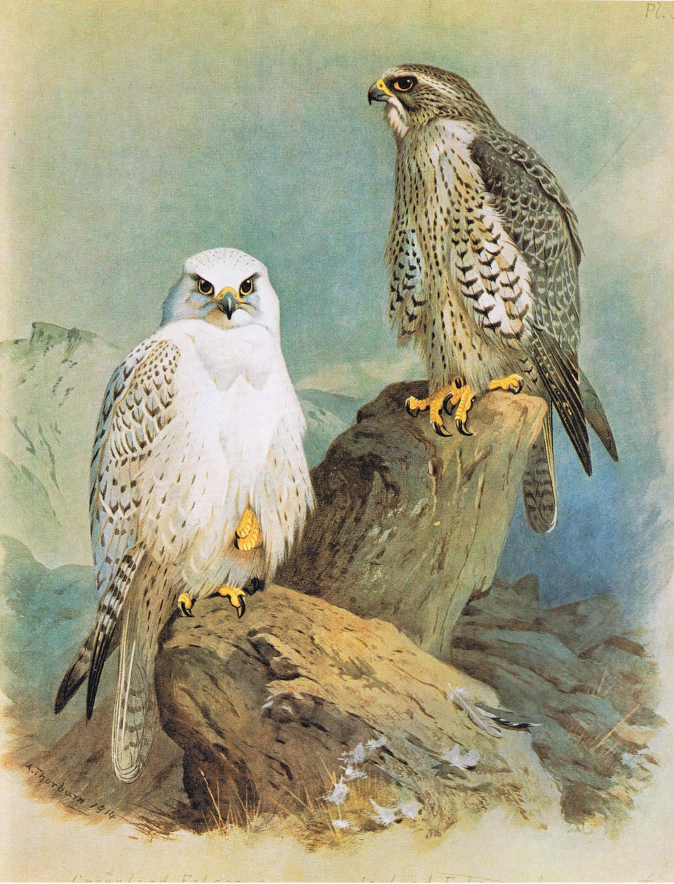 Island Falcon og Grønlandsfalk, pub. af Book Club Associates, 1972 af Archibald Thorburn