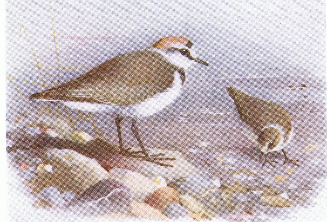 Kentish Plover, fra Birds of the British Isles and Their Eggs udgivet af Frederick Warne & Co Ltd, 1958 af Archibald Thorburn