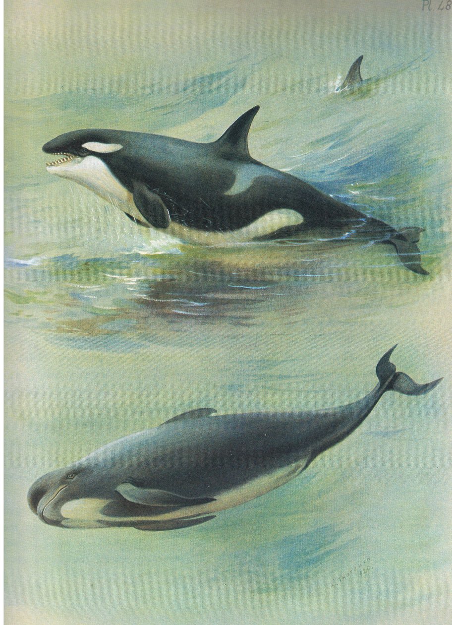 Killer Pilot Whale, fra Thorburns Pattedyr udgivet af Longmans og Co, ca. 1920 af Archibald Thorburn