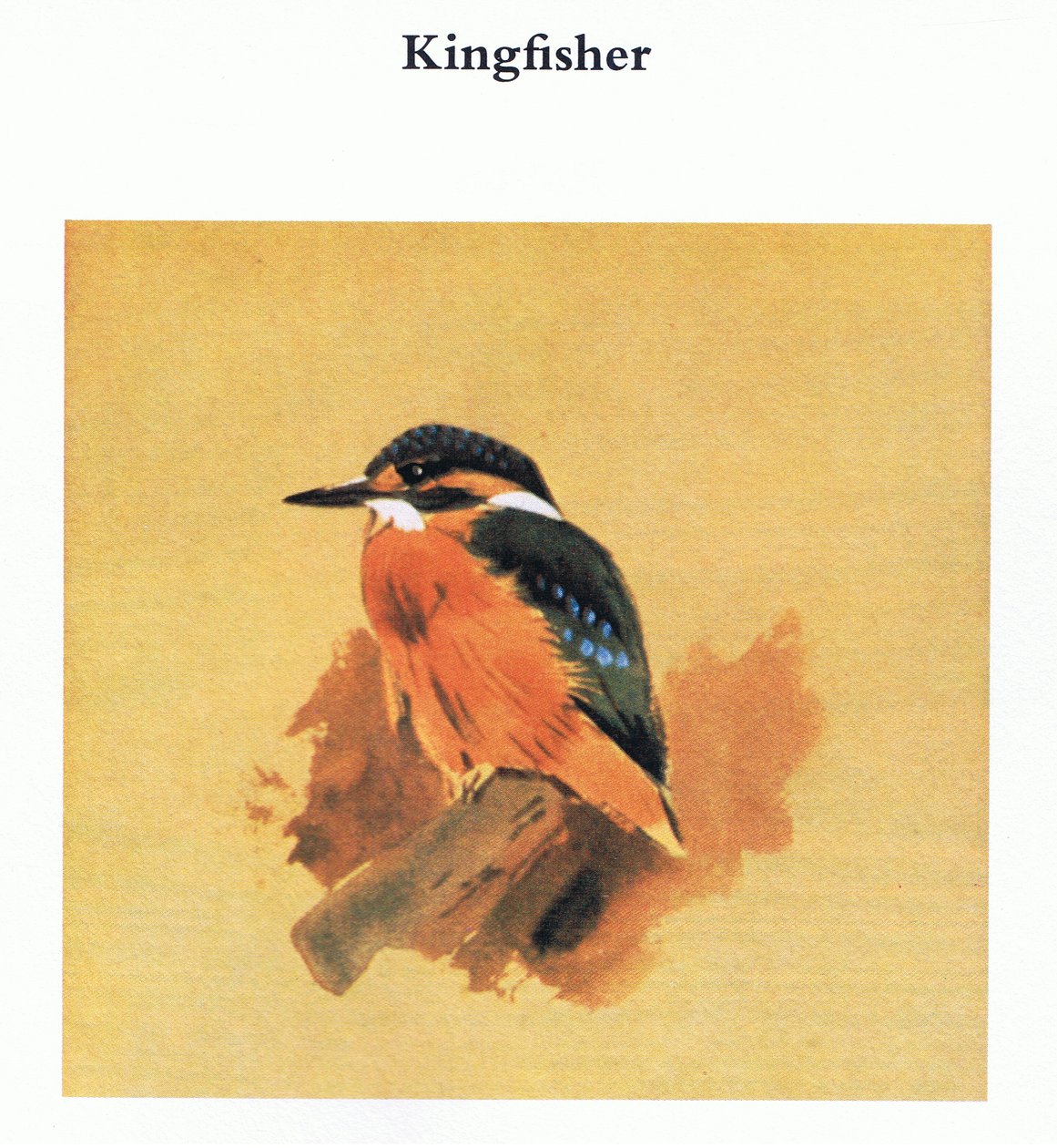 Kingfisher, pub. af Book Club Associates, 1972 af Archibald Thorburn