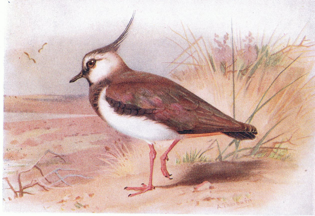 Lapwing, fra Birds of the British Isles and Their Eggs udgivet af Frederick Warne & Co Ltd, 1958 af Archibald Thorburn