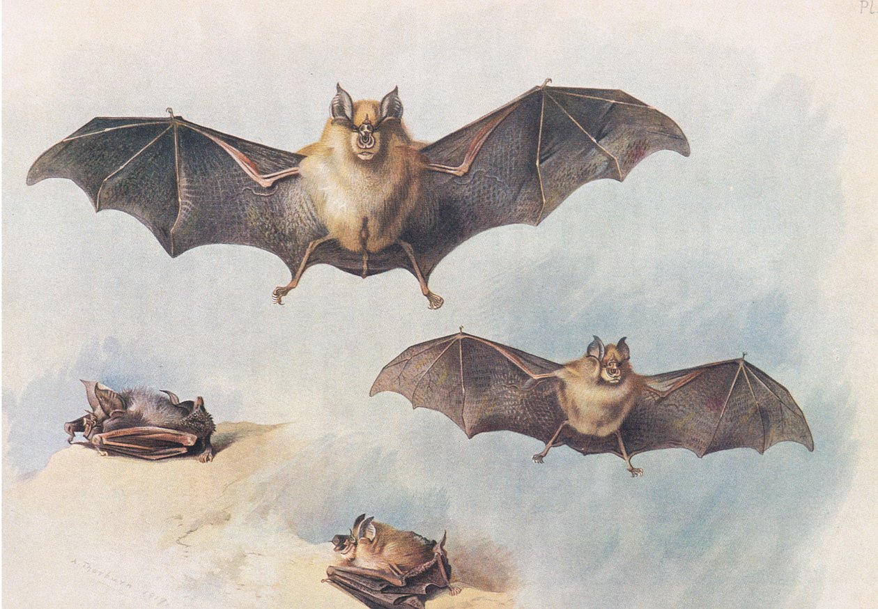 Lesser Horseshoe Bat og Greater Horseshoe Bat, fra Thorburns Mammals udgivet af Longmans og Co, ca. 1920 af Archibald Thorburn