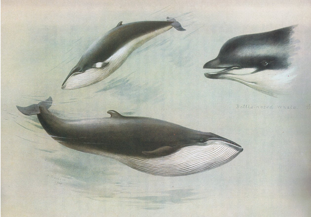 Lesser Rorqual og Rudolphs Rorqual, fra Thorburns Mammals udgivet af Longmans og Co, ca. 1920 af Archibald Thorburn