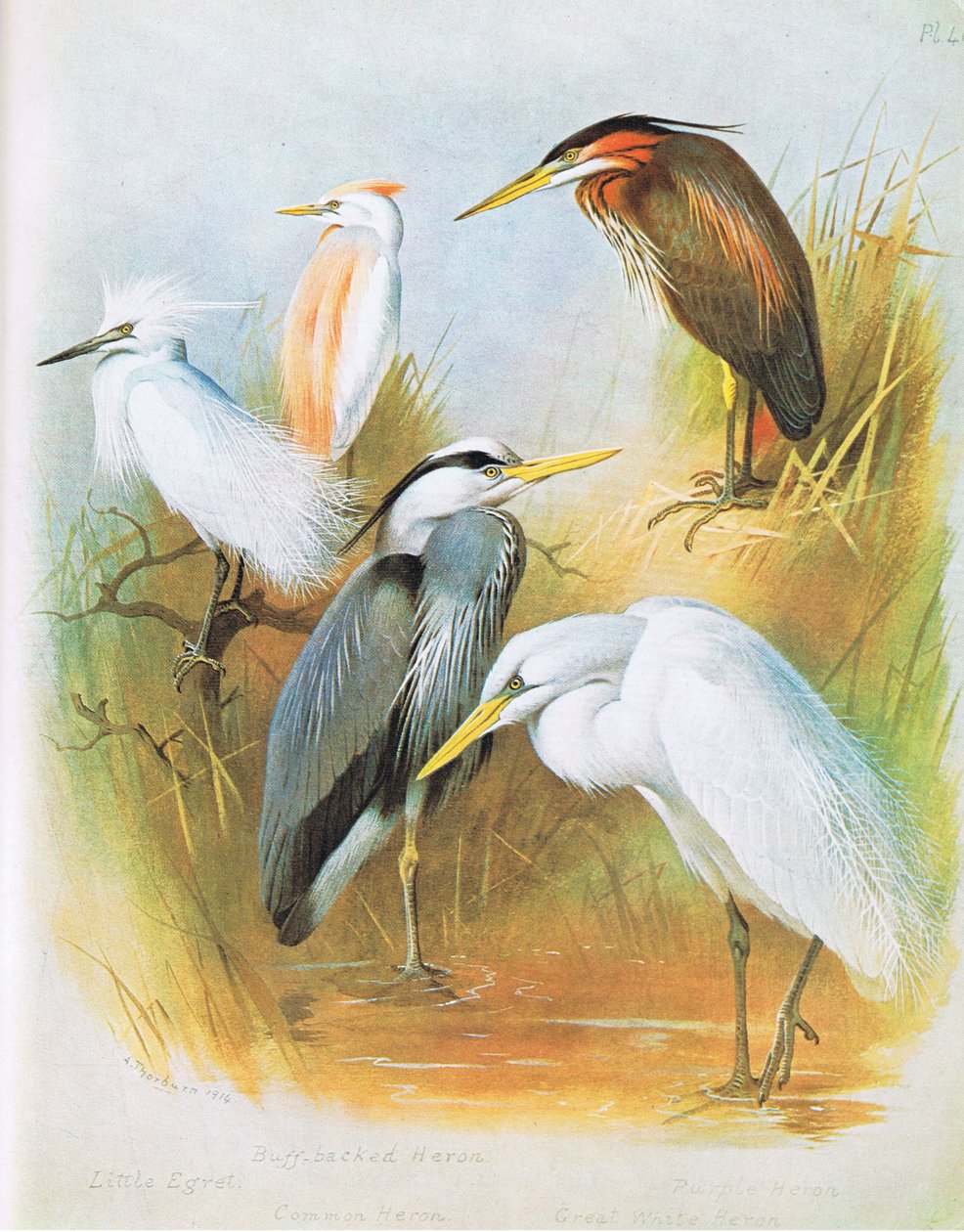 Lille Egret, Buff Backed Heron, Common Heron, Purple Heron, Great White Heron, pub. af Book Club Associates, 1972 af Archibald Thorburn