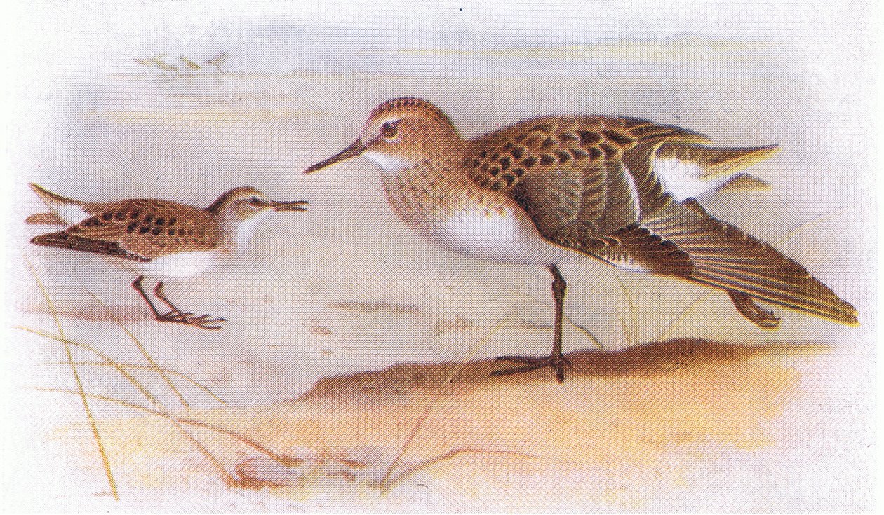 Little Stint, fra Birds of the British Isles and Their Eggs udgivet af Frederick Warne & Co Ltd, 1958 af Archibald Thorburn