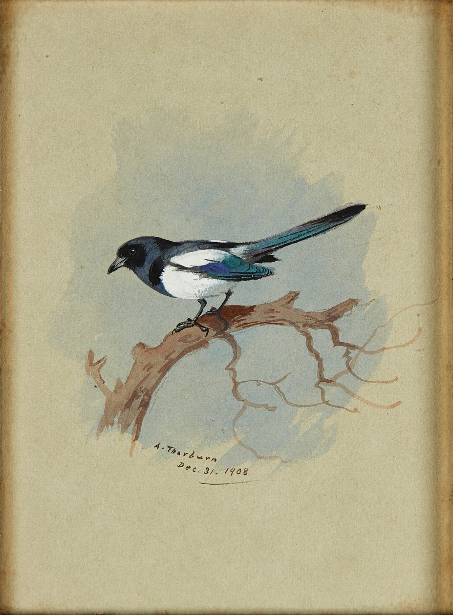 Magpie on a Branch (blæk og akvarel) af Archibald Thorburn