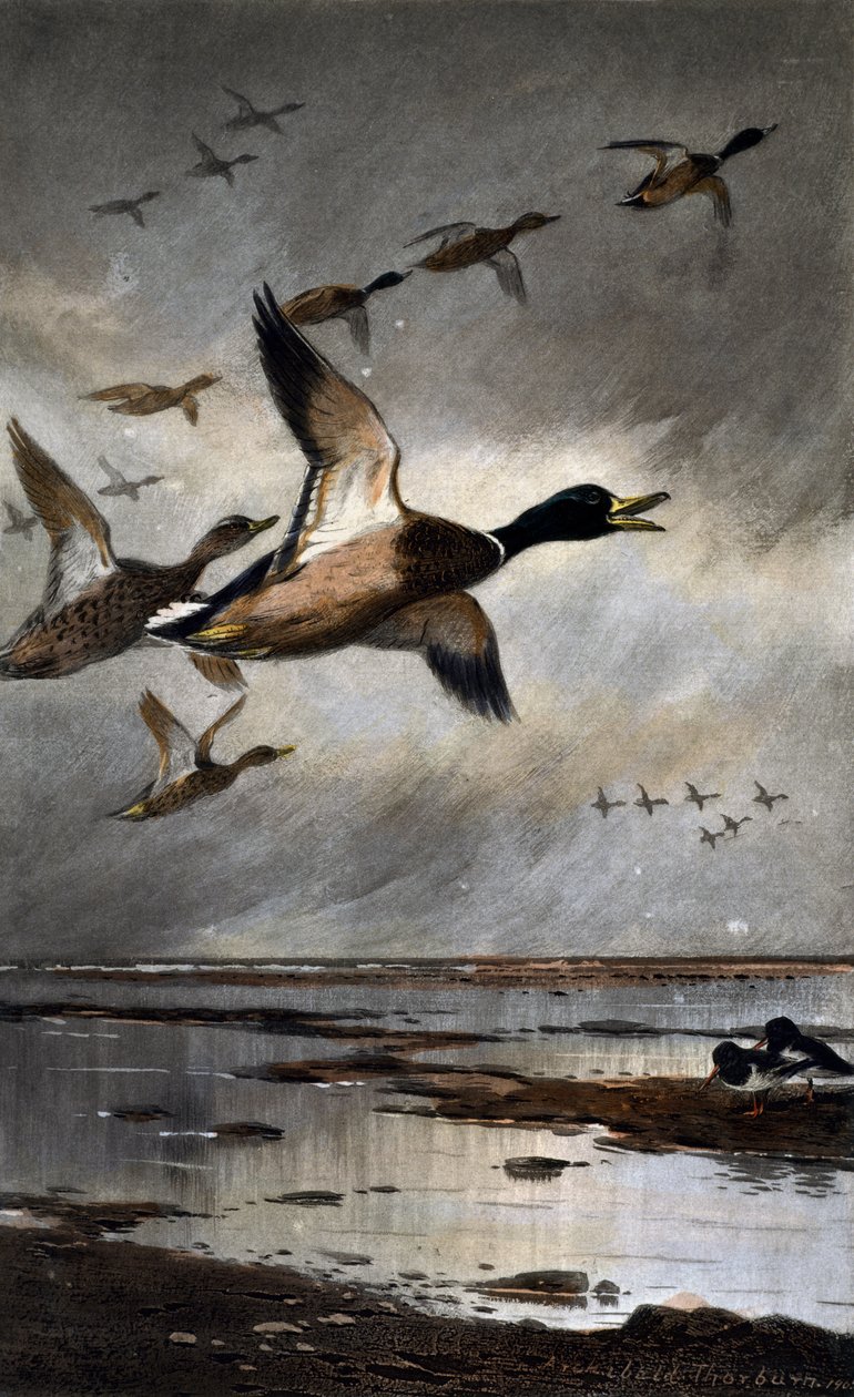Græsænder i flugt af Archibald Thorburn