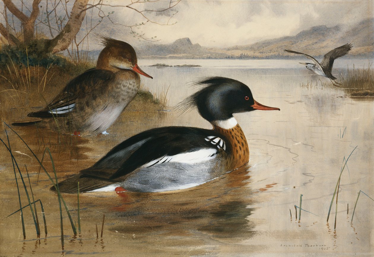 Mergansers, på Loch Maree af Archibald Thorburn