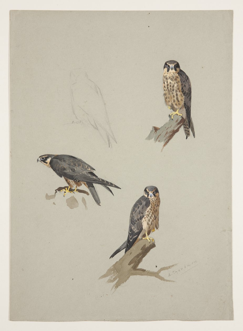 Merlin mand, ca. 1915 (akvarel & kropsfarve over blyant på papir) af Archibald Thorburn