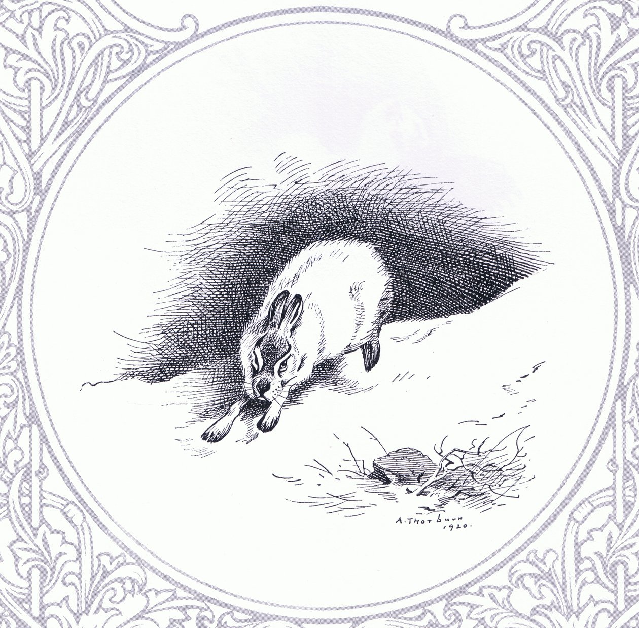 Mountain Hare, pub. af Book Club Associates af Archibald Thorburn