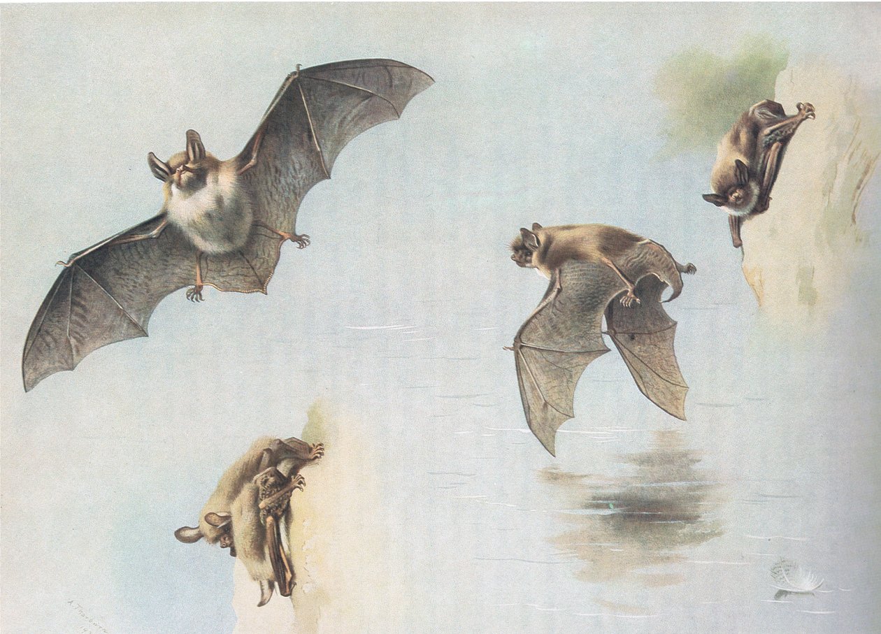 Natterers Bat og Daubentons Bat, fra Thorburns Mammals udgivet af Longmans og Co, ca. 1920 af Archibald Thorburn