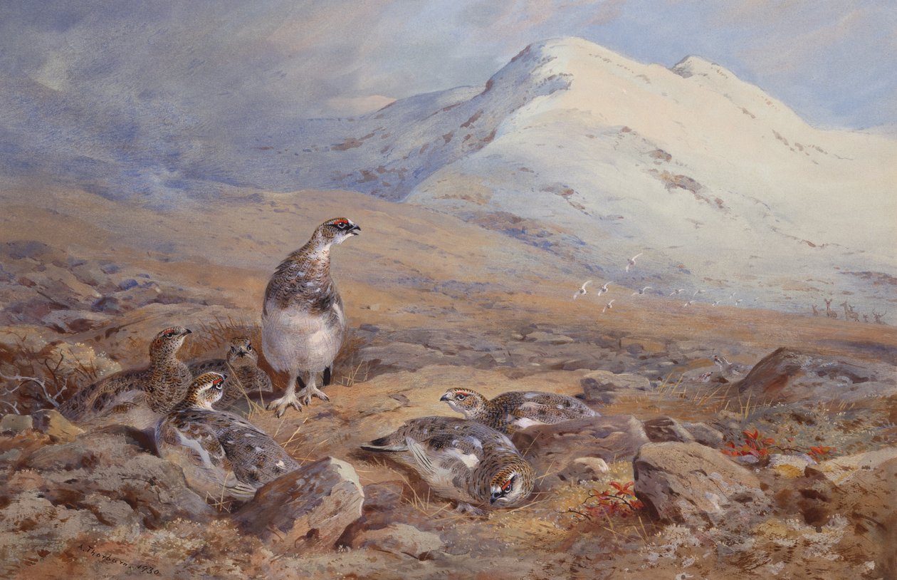 På rypegrunden (akvarel) af Archibald Thorburn