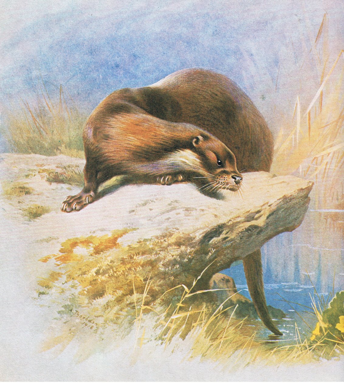 Otter, pub. af Book Club Associates, 1972 af Archibald Thorburn